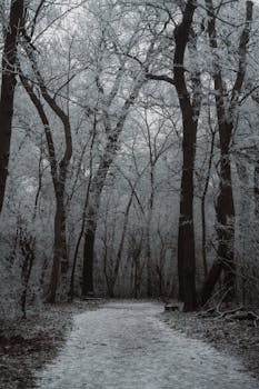 A serene winter path through a snow-covered wooded area, perfect for tranquil walks.