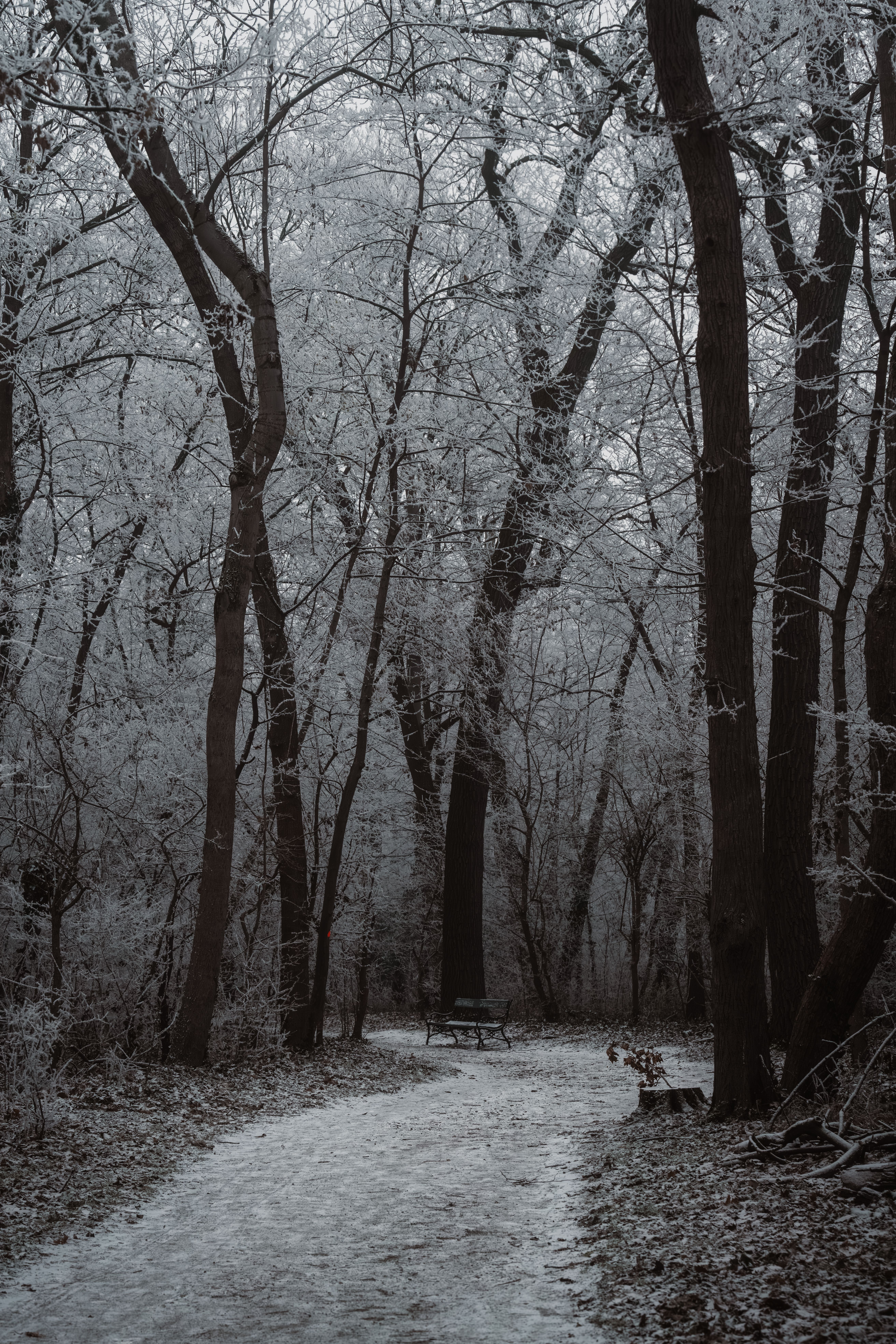 Serene Snowy Path Through Winter Woodland · Free Stock Photo