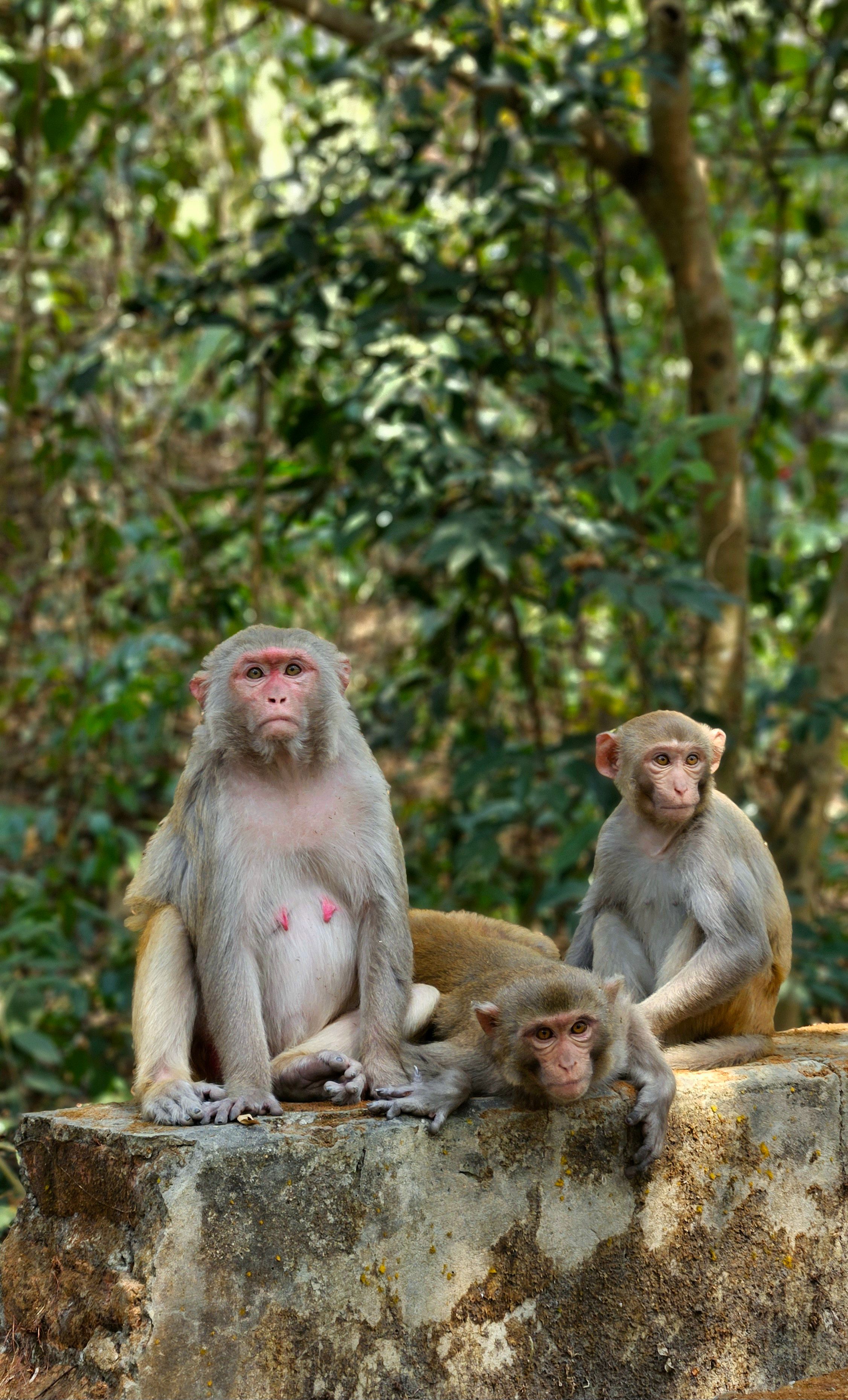Rhesus Macaques in Natural Habitat · Free Stock Photo