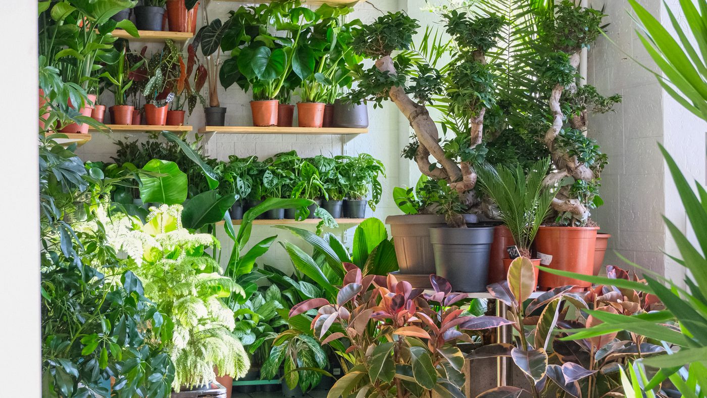 Bright room filled with tropical houseplants