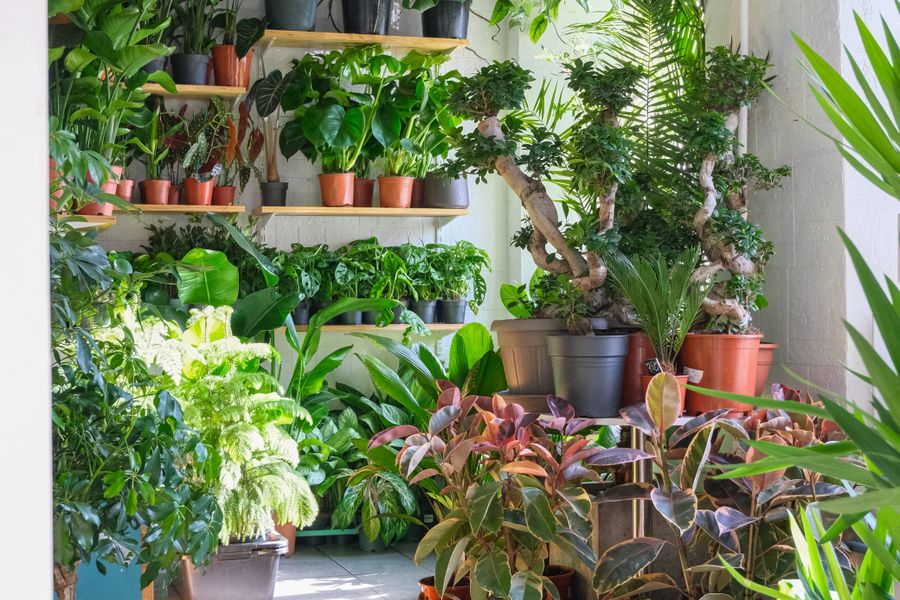 8 Houseplants That Tolerate Low Light