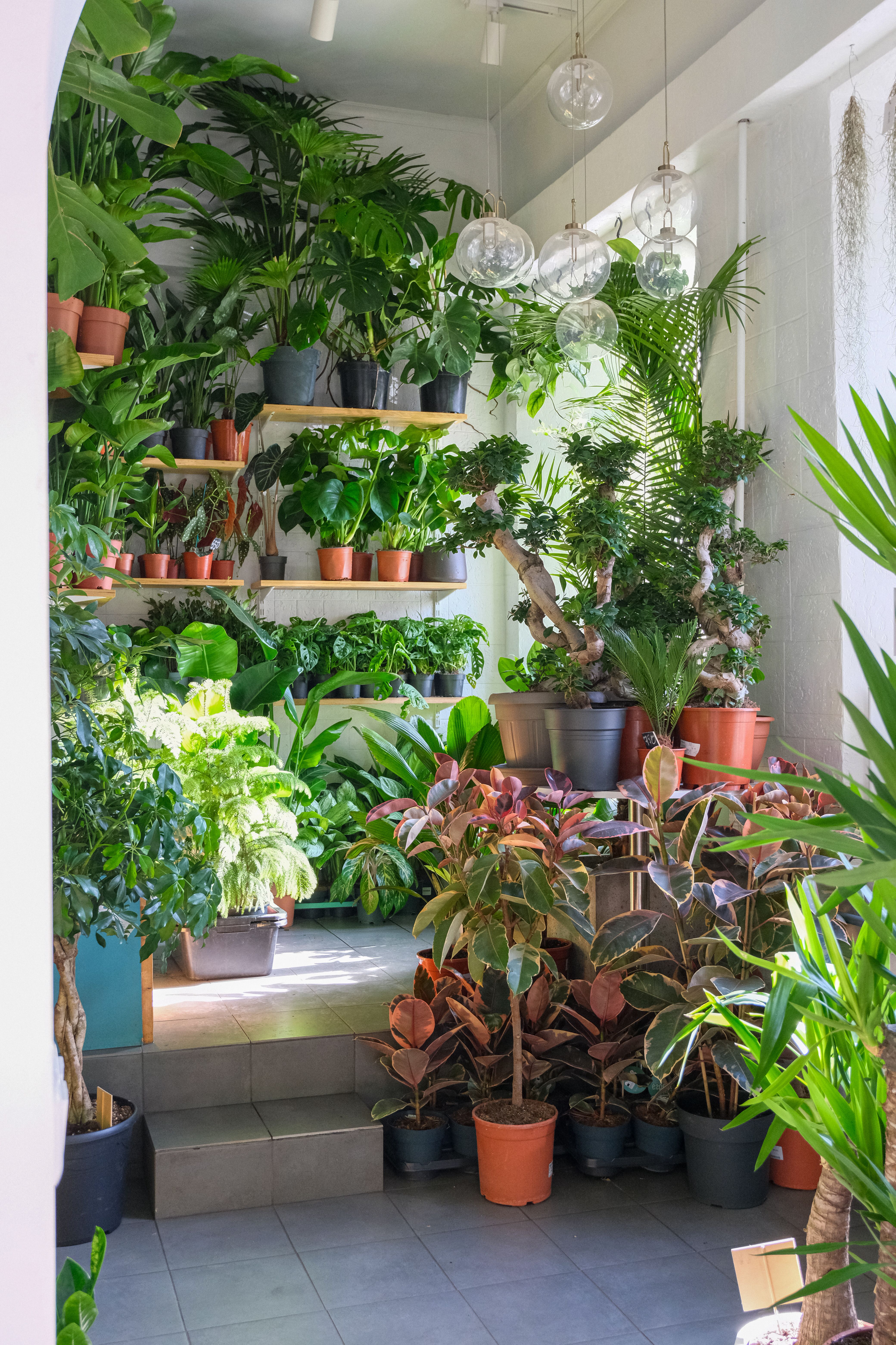 House Plants Photos, Download The BEST Free House Plants Stock Photos & HD  Images