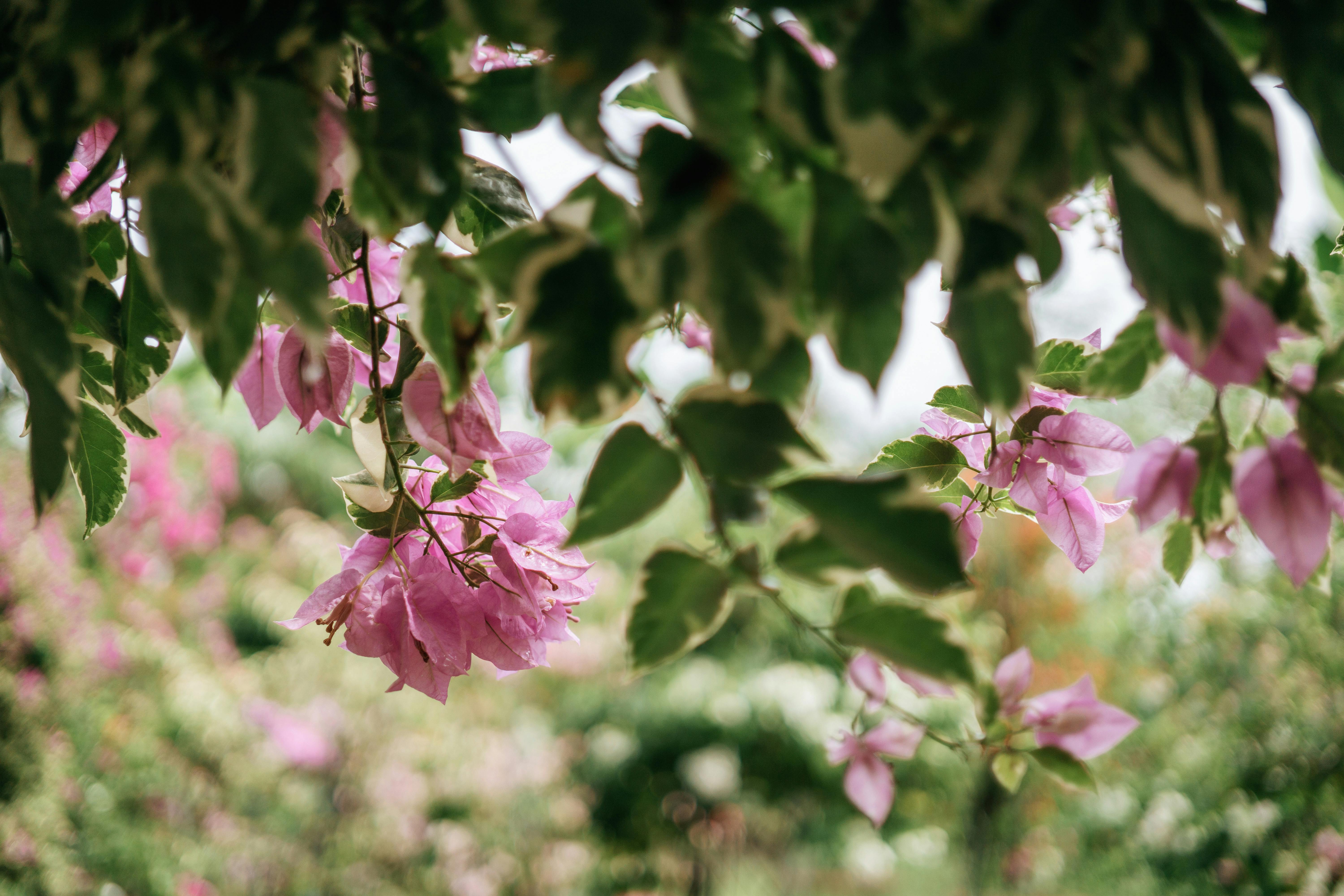 在自然阳光下，九重葛花鲜艳的粉红色，叶子呈绿色