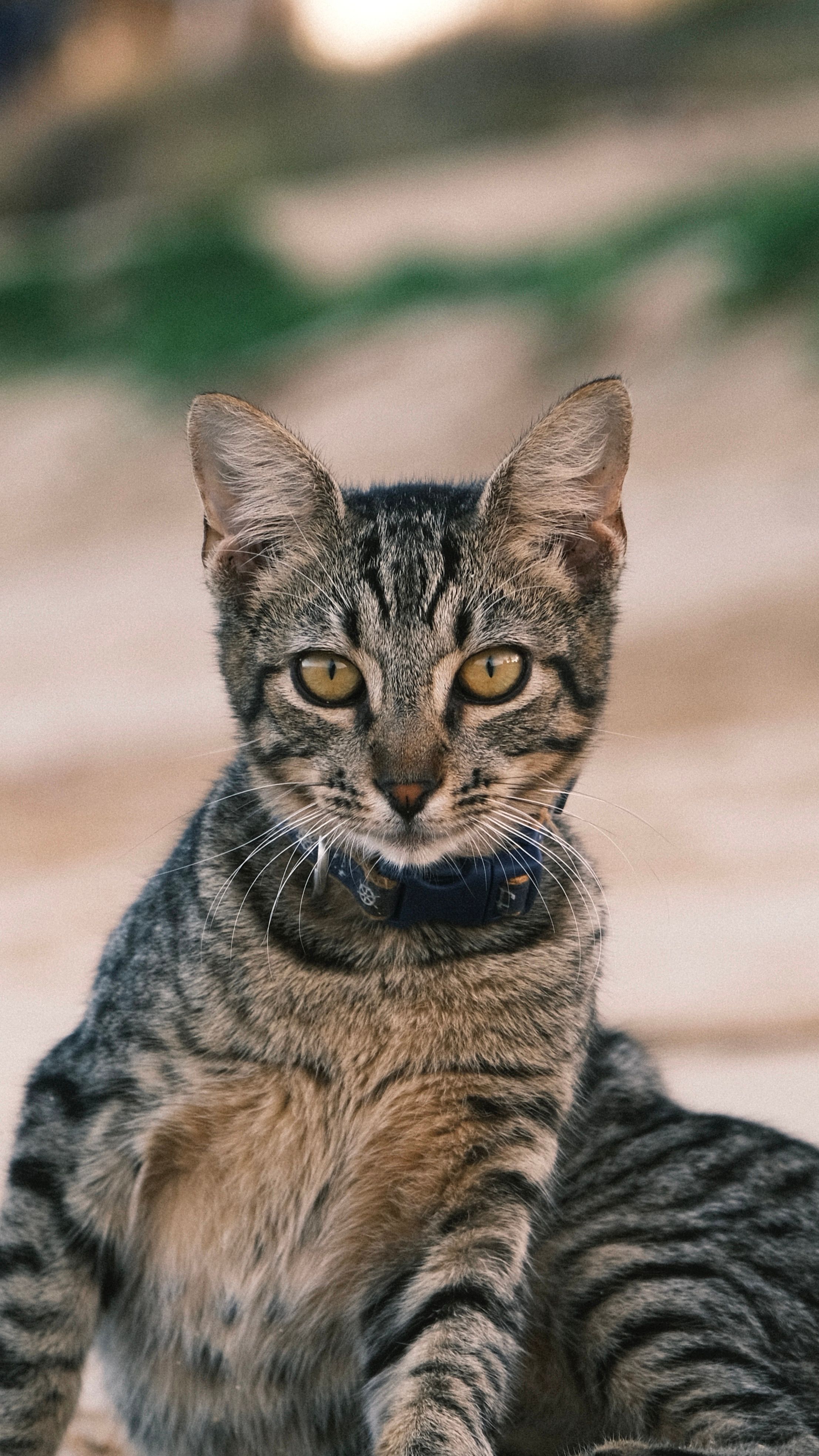 Close-Up Portrait of a Tabby Cat Outdoors · Free Stock Photo