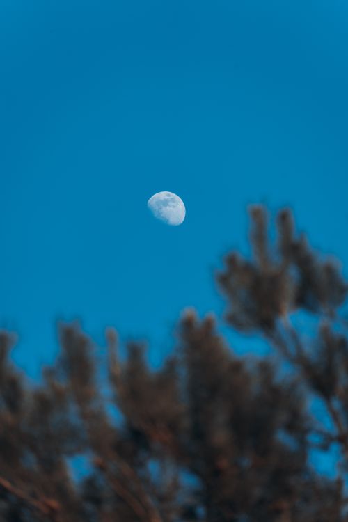 Free Serene view of the moon in a clear blue sky framed by blurred pine tree branches. Stock Photo