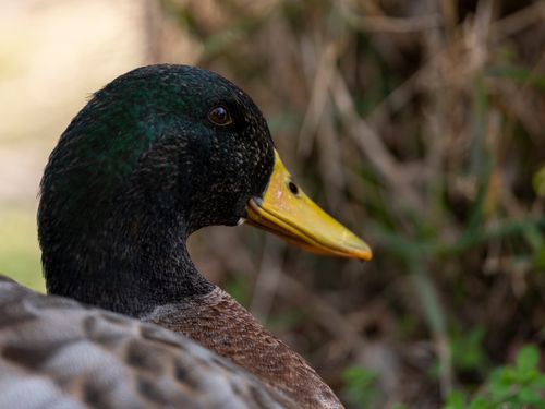 Free A detailed close-up portrait of a mallard duck showcasing its vibrant plumage and natural surroundings. Stock Photo