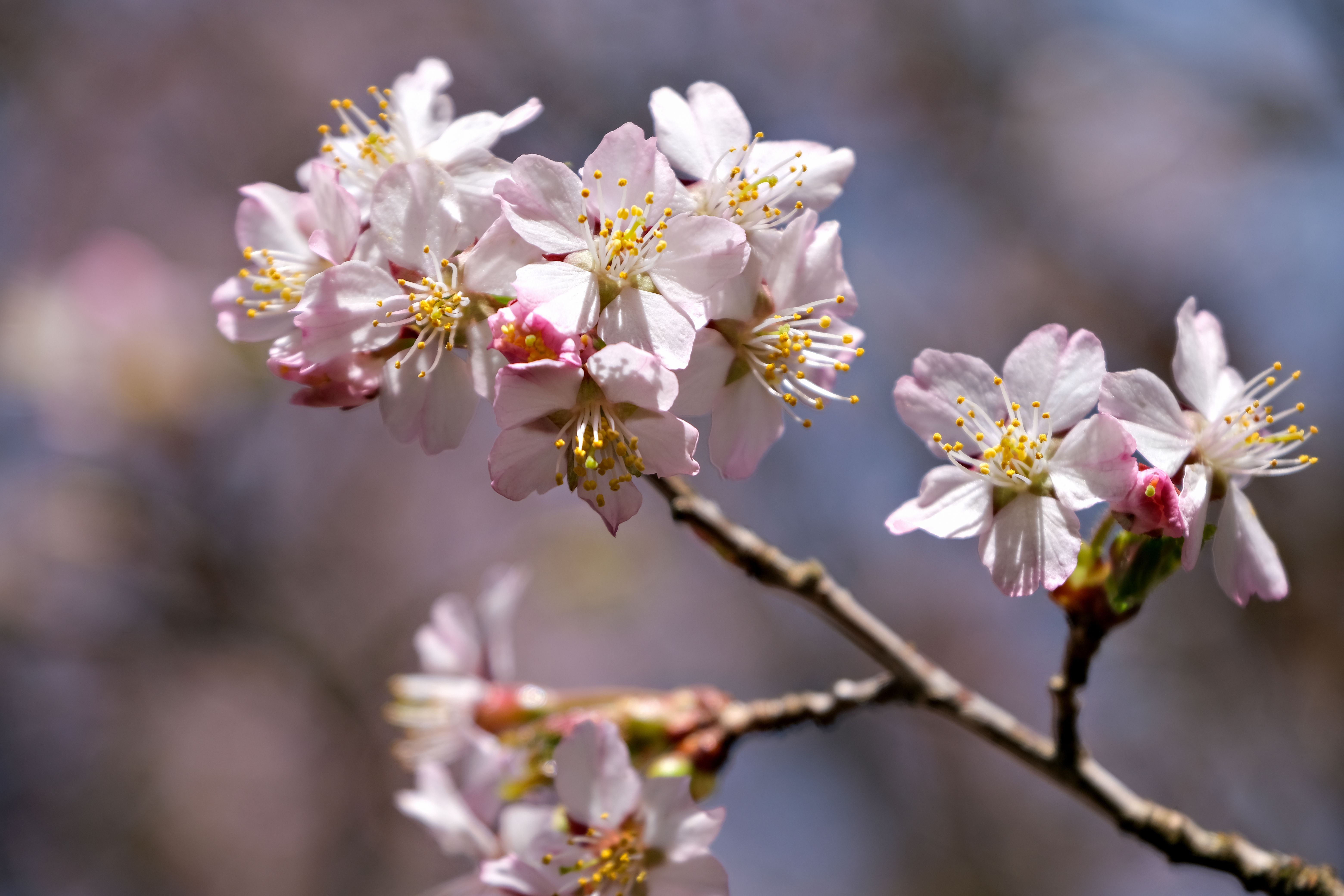 Close-up of blooming cherry blossoms on a vibrant branch in springtime.