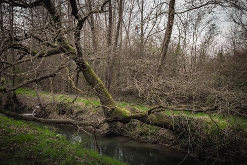 Free A serene winter scene with a moss-covered fallen tree over a stream in a tranquil forest. Stock Photo
