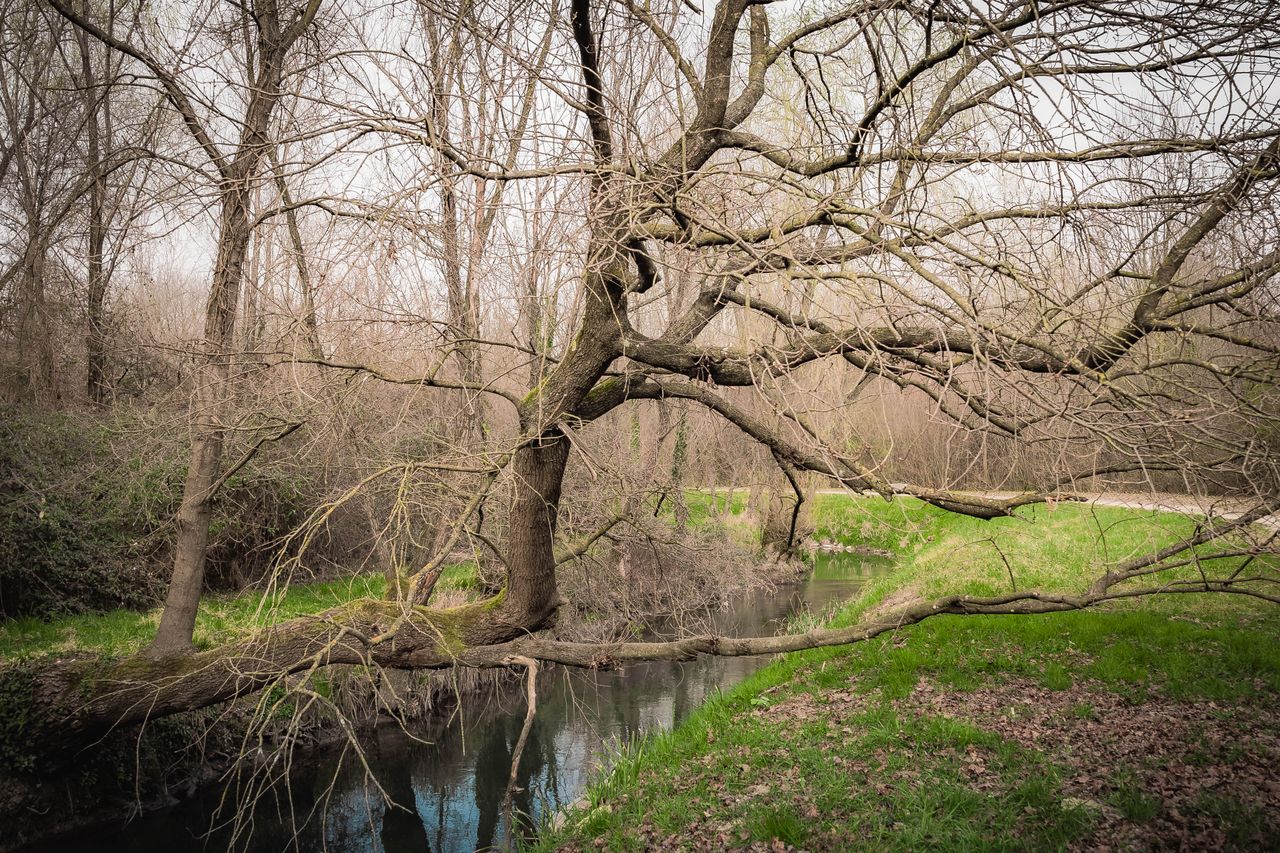 tranquil scene of a leafless tree over a calm stream in a wooded area