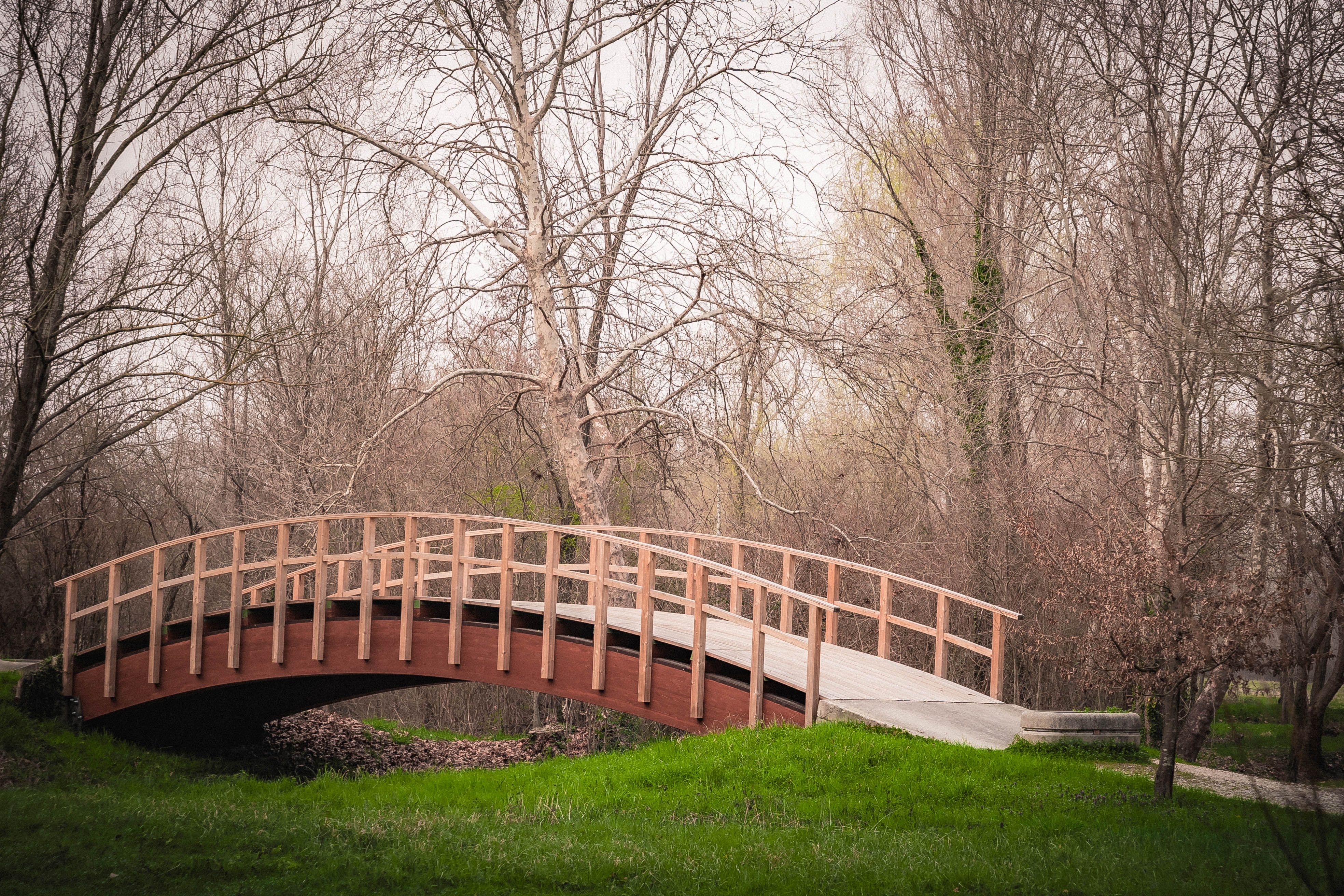 Serene Wooden Bridge in Tranquil Park Setting · Free Stock Photo