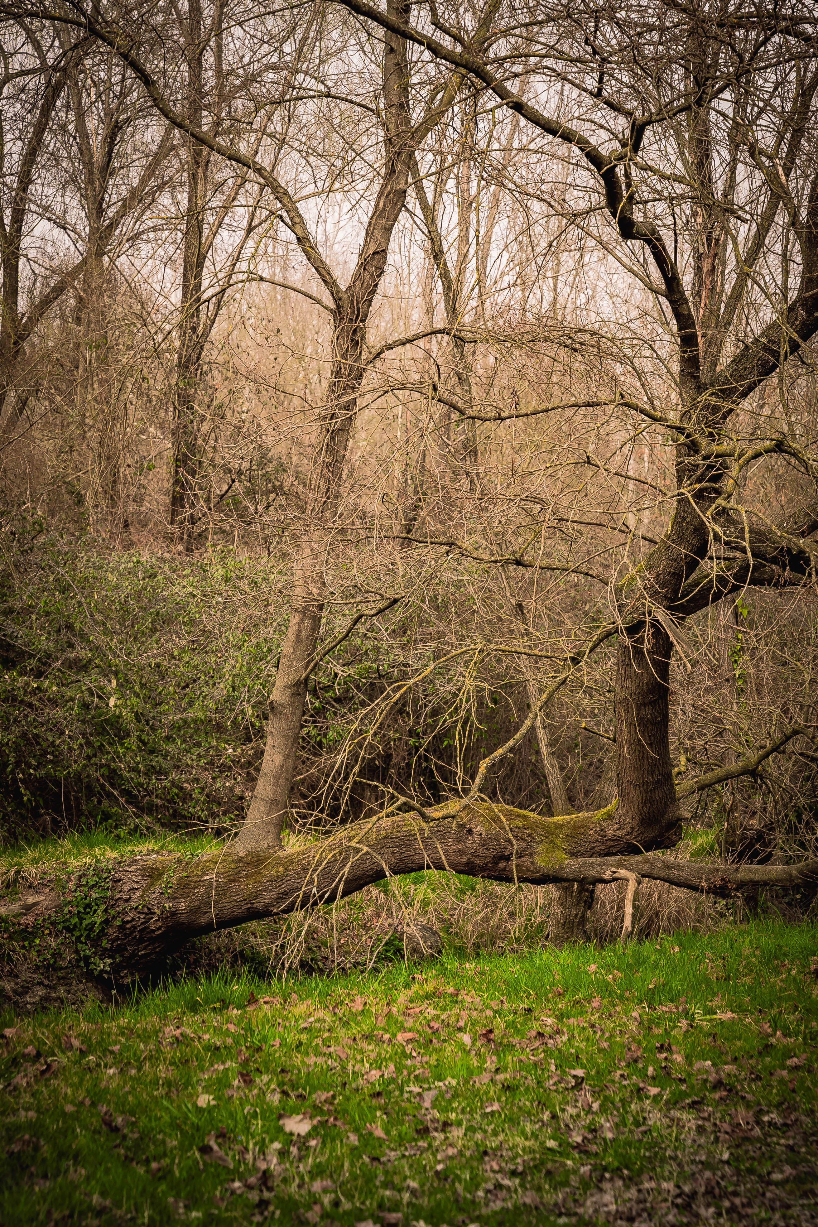 Serene Forest Scene with Fallen Tree in Autumn · Free Stock Photo