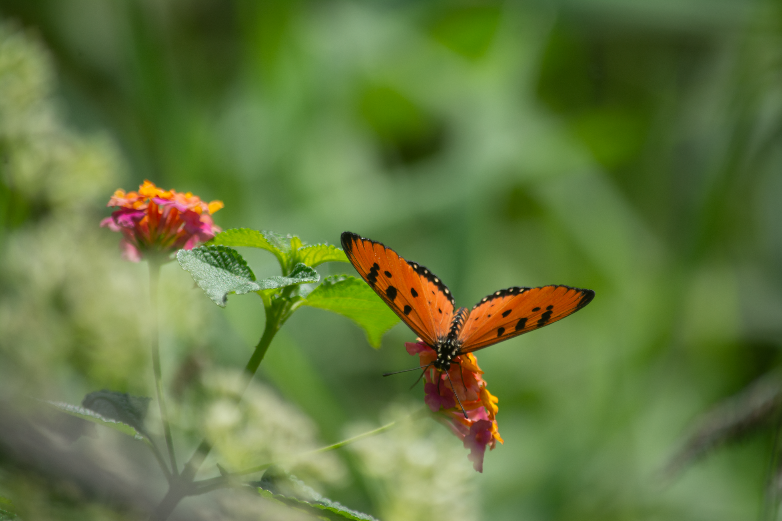 A vibrant orange butterfly rests on a flower in nature, captured in Chittagong.