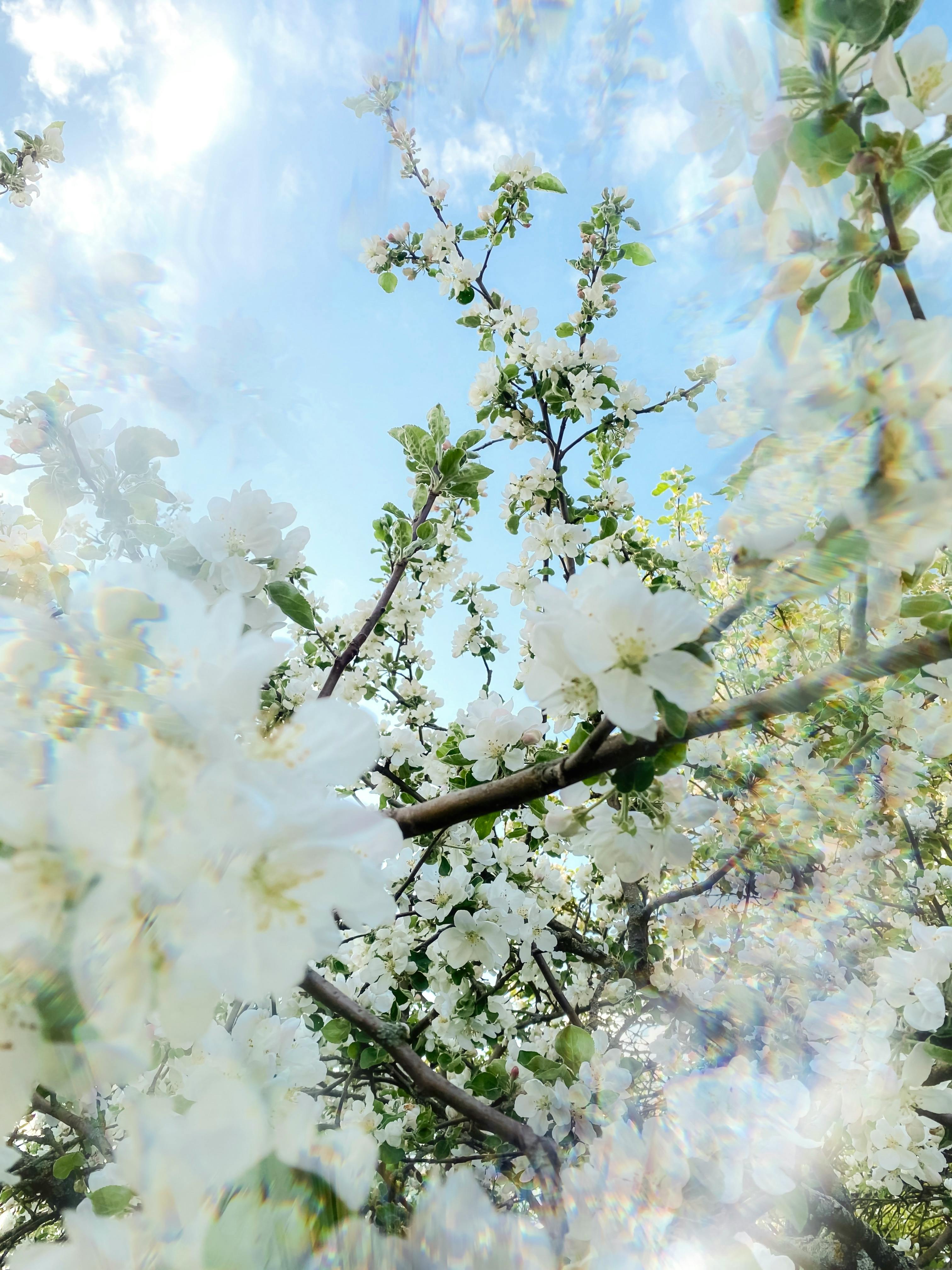 White blossoms on branches with a blue sky backdrop, evoking springtime vibrancy and renewal.