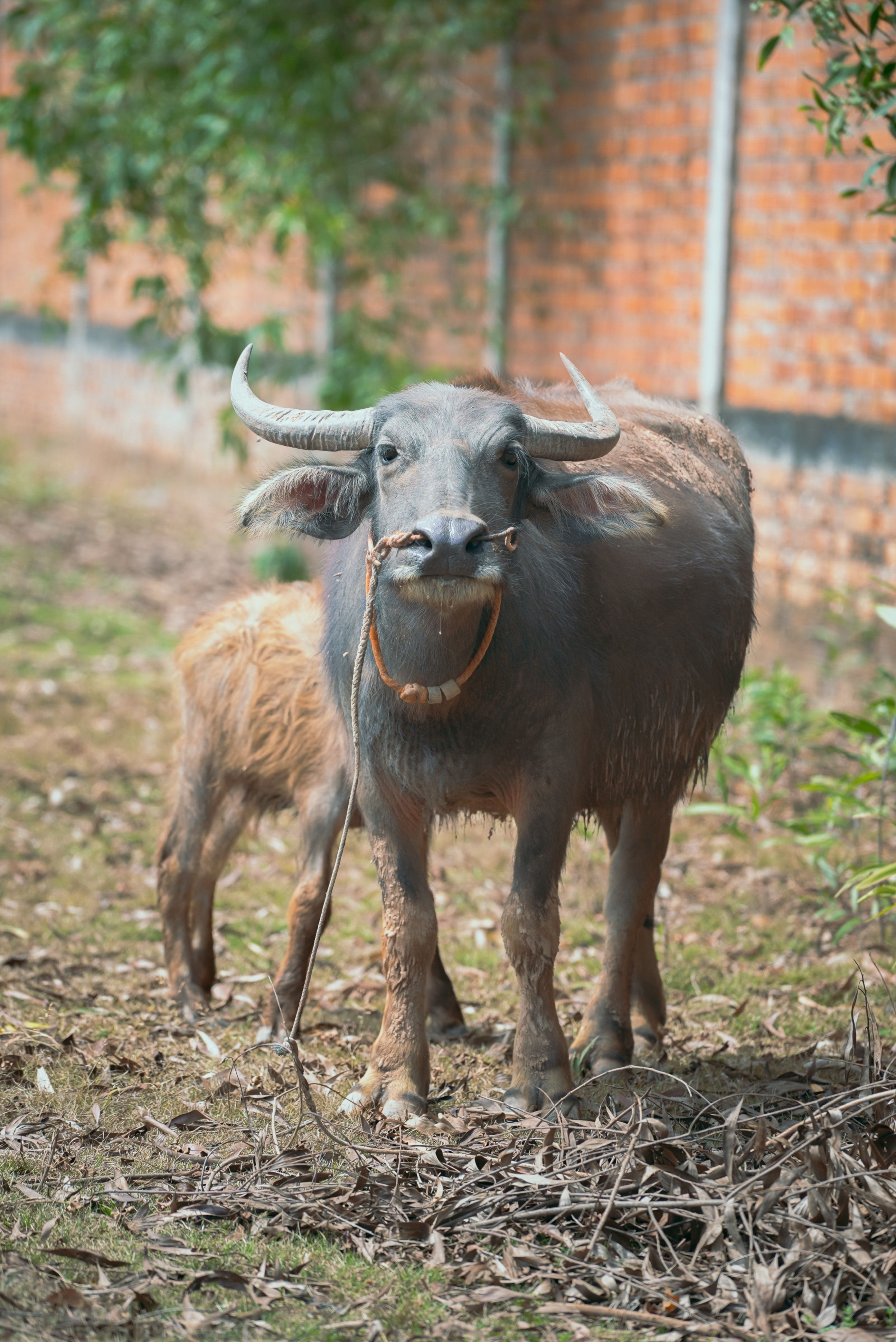 An Asian water buffalo standing outdoors in a rural setting