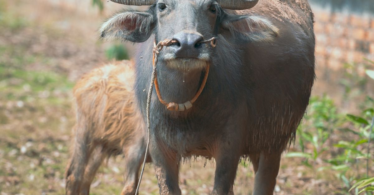 An Asian water buffalo standing outdoors in a rural setting