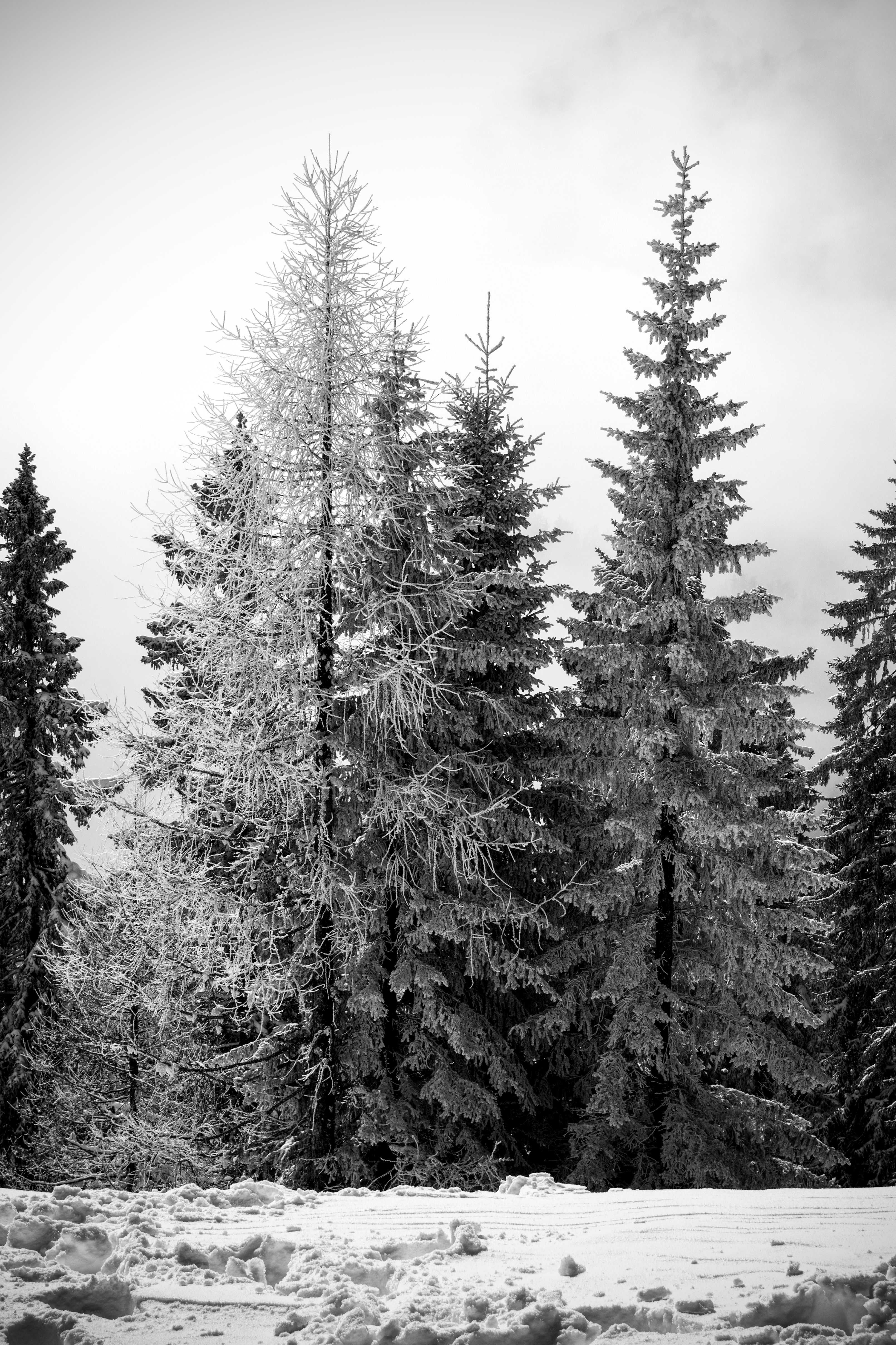 Fotomural Hermosos pinos cubiertos de nieve en un entorno sereno de bosque invernal.