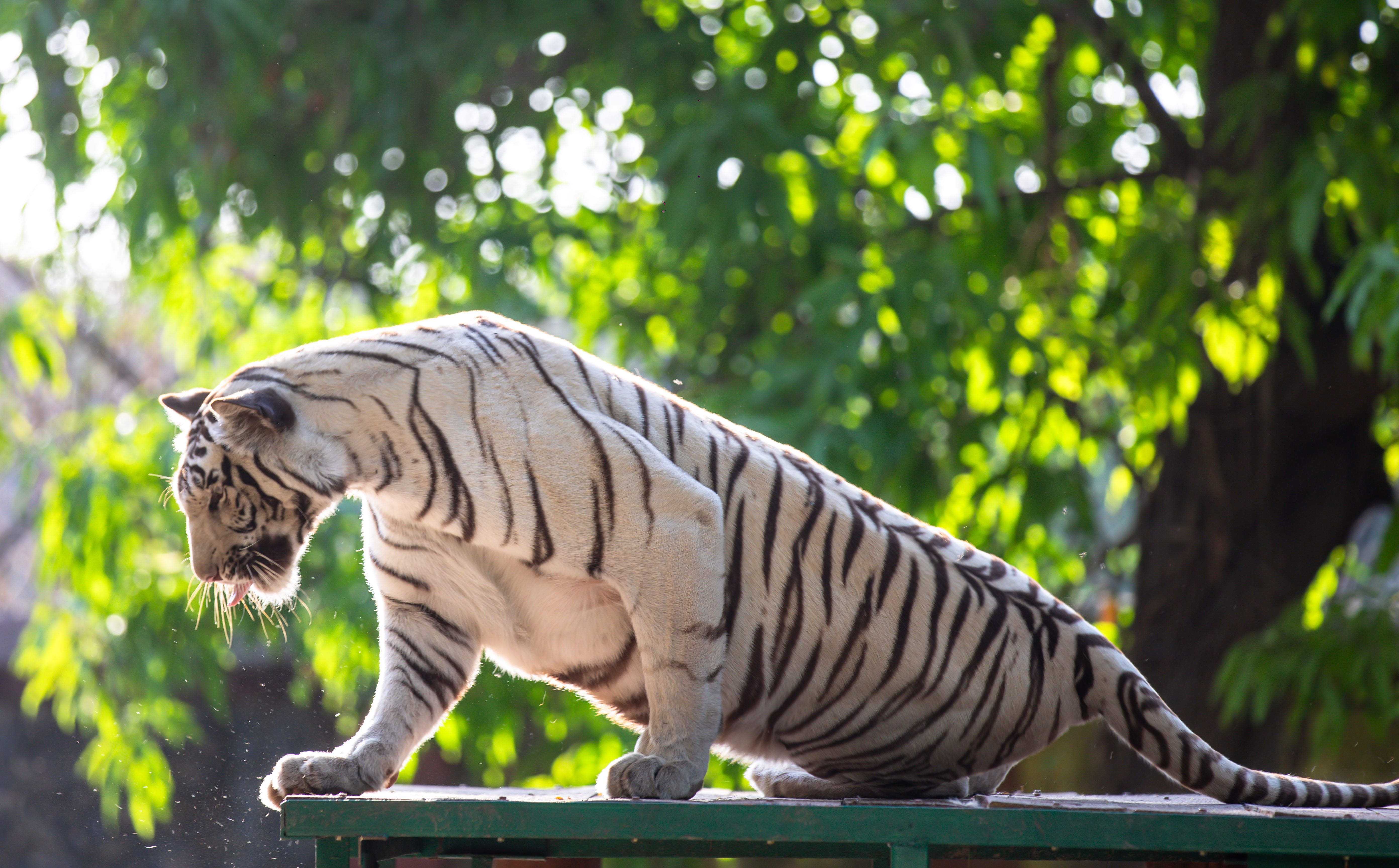 Majestic White Tiger in Sunlit Forest Setting · Free Stock Photo