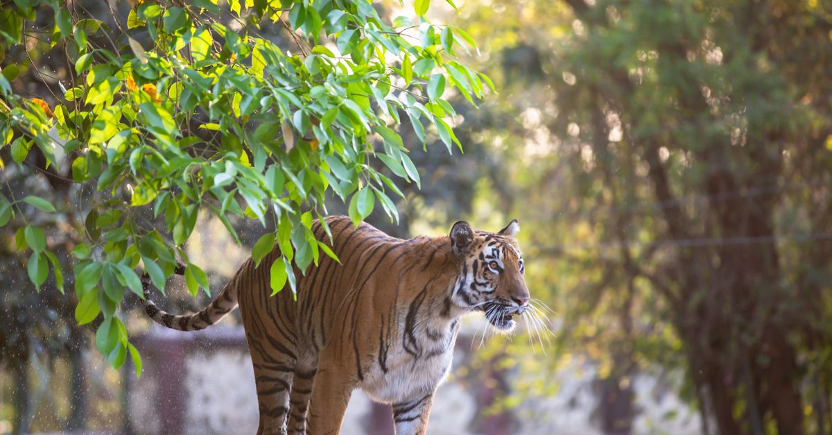 Majestic Bengal Tiger in Lush Forest Spring Setting · Free Stock Photo