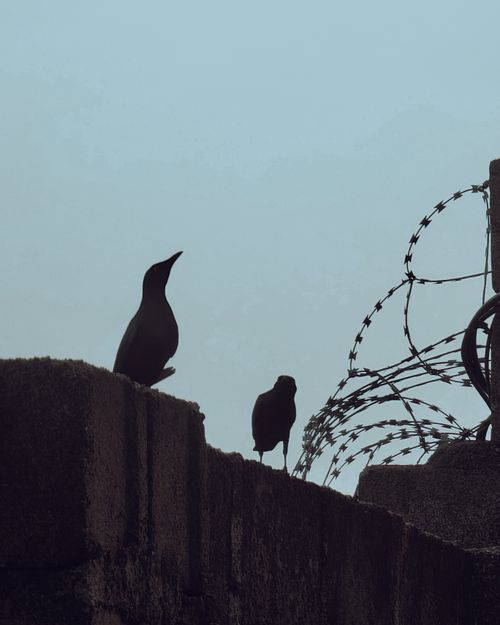 Free Dark silhouettes of two birds perched on a barbed wire fence against a misty sky. Stock Photo