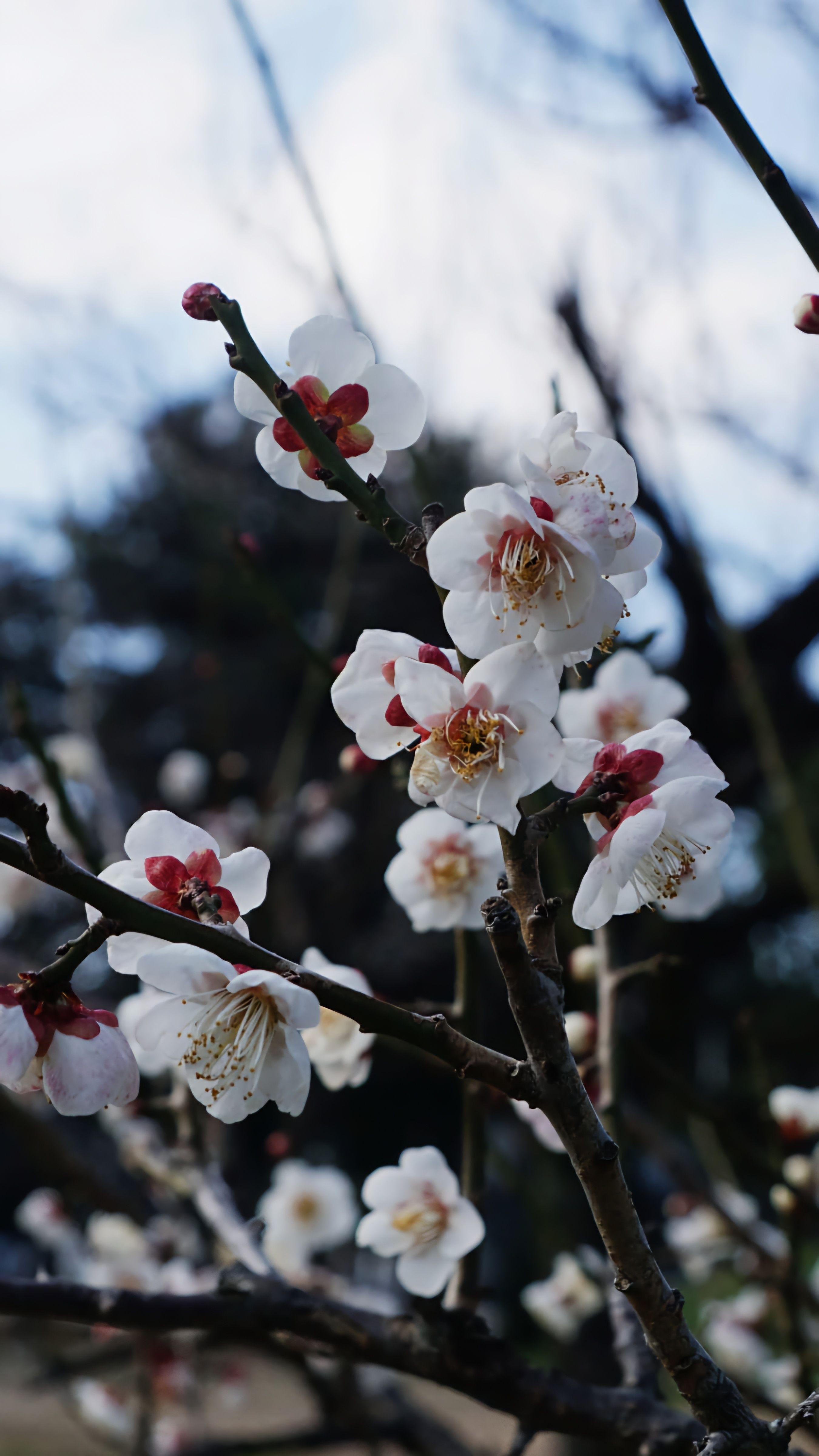 White plum blossoms on branches in an Osaka park during early spring.