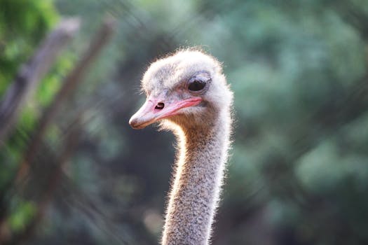 Free stock photo of angry, beak, ostrich