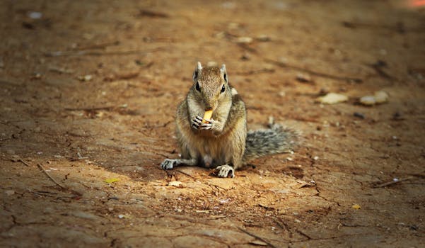 Free stock photo of food, squirrel