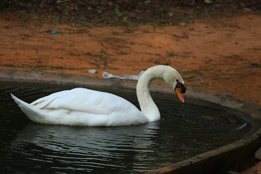 Free stock photo of swan, swimming, white