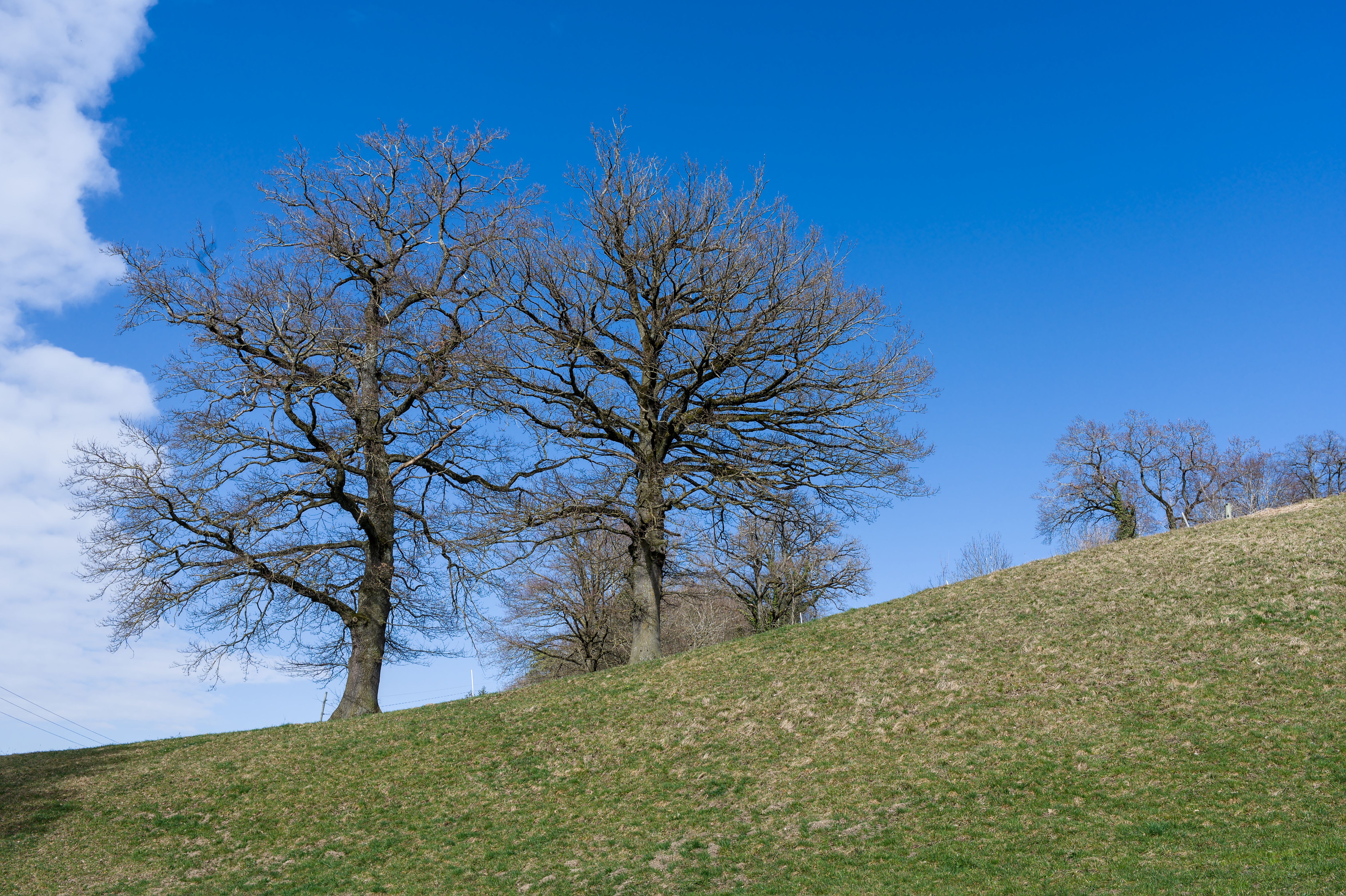 Serene Landscape with Oak Trees and Blue Sky · Free Stock Photo