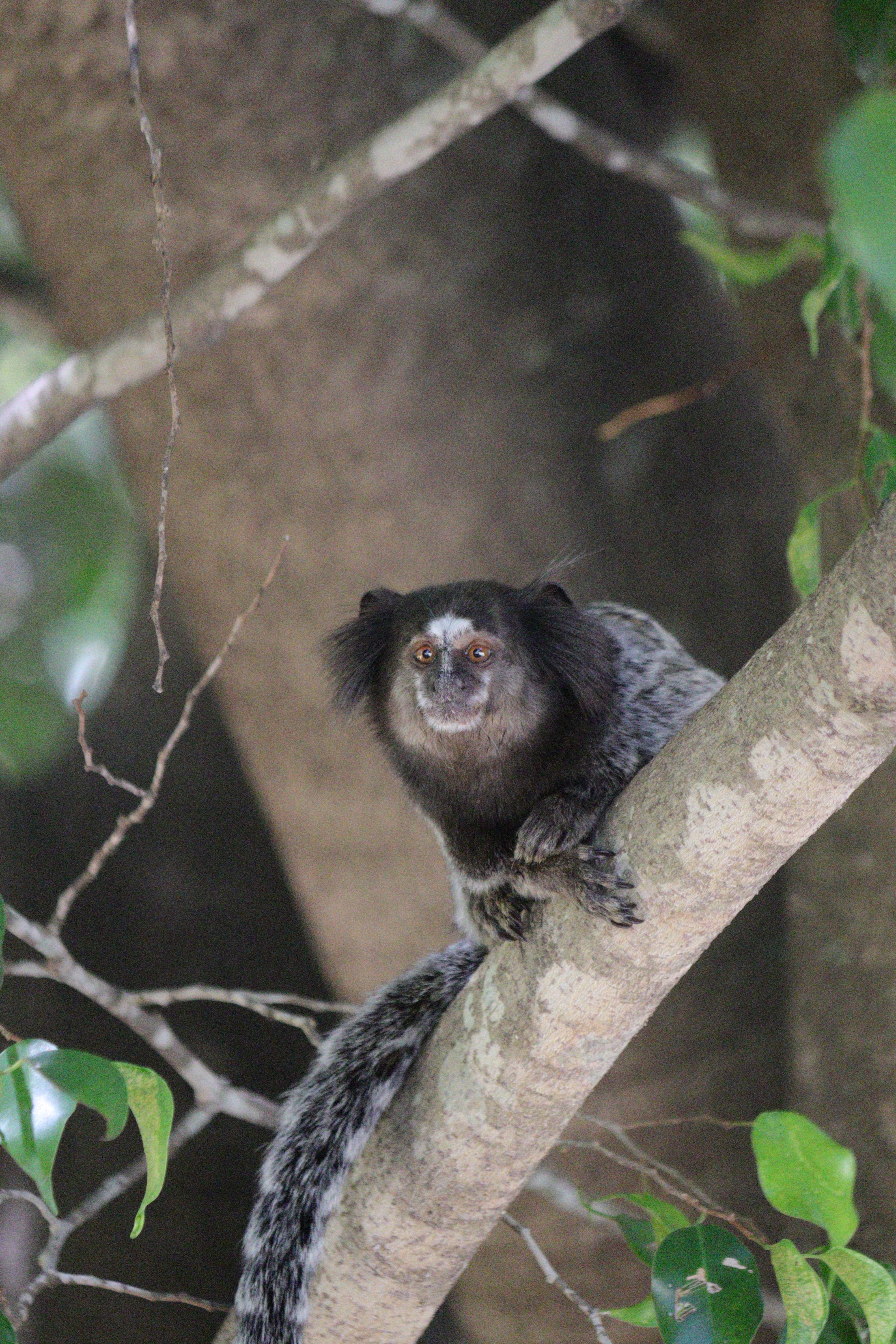 Black tufted marmoset monkey perched on a tree branch in its natural habitat.