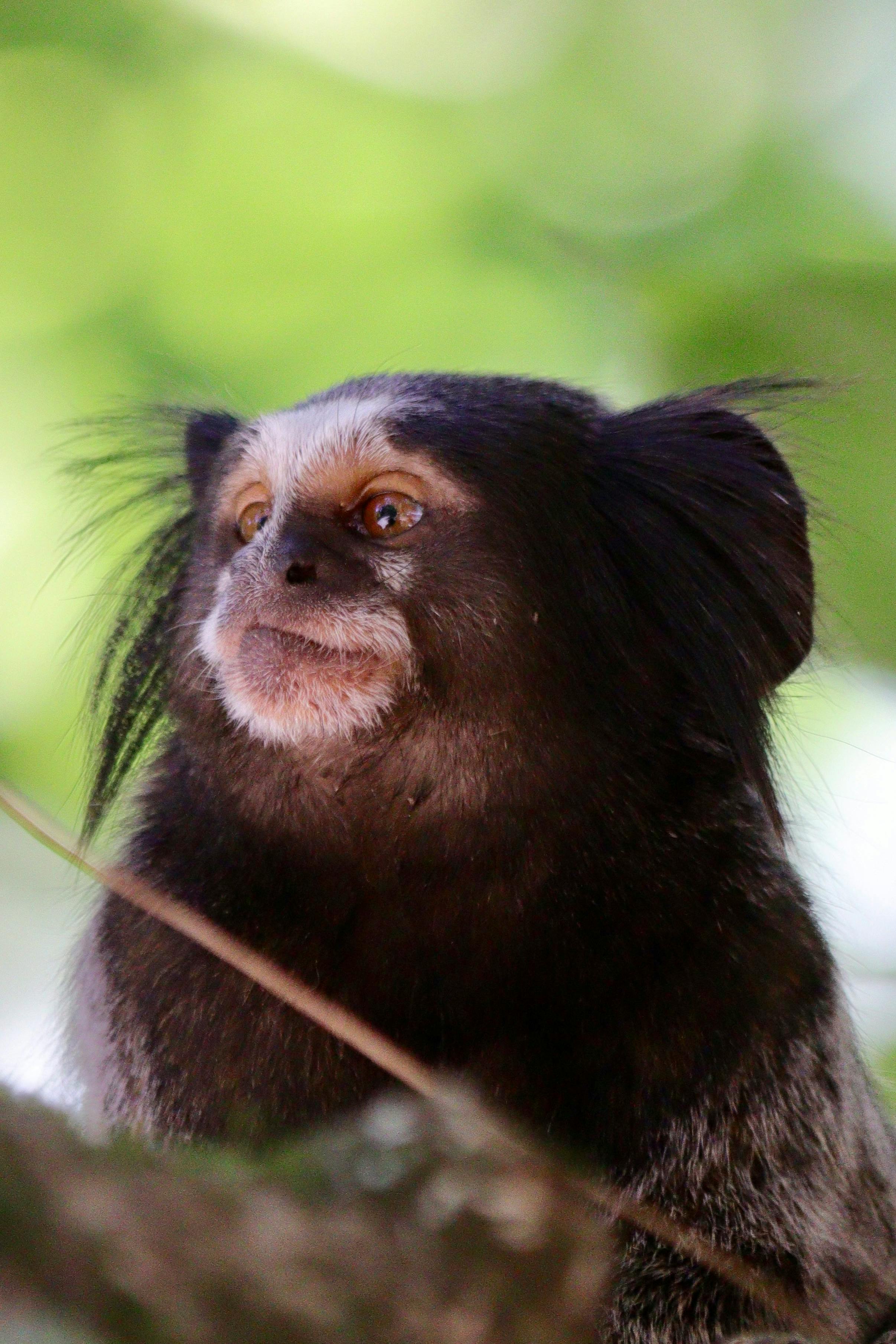 A detailed close-up shot of a Black Tufted Marmoset in its natural habitat.