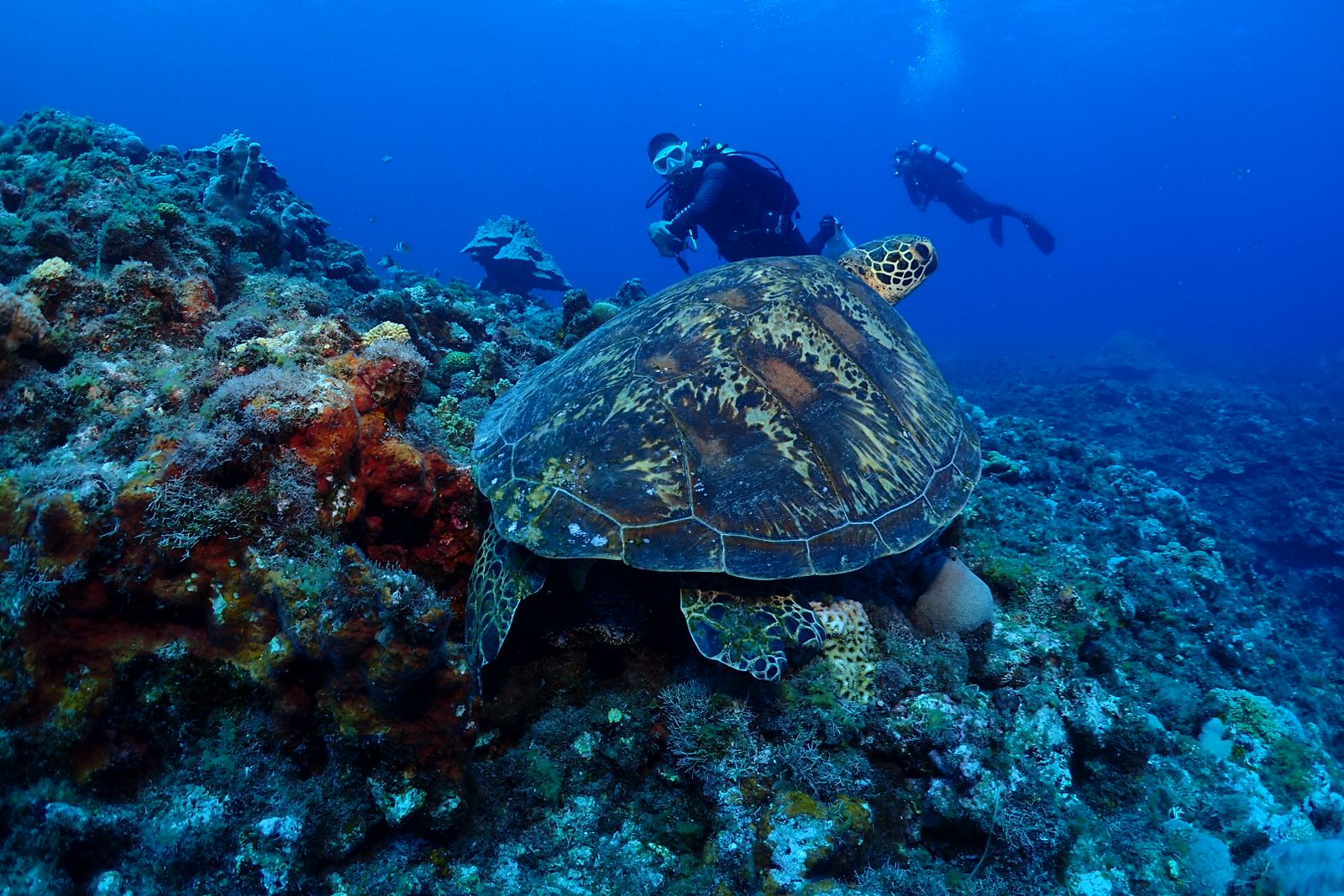 Tortuga marina y buceadores sobre un arrecife tropical de Apo Island.