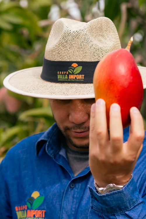 Free A farmer in a straw hat holds a ripe mango in a lush tropical setting. Stock Photo