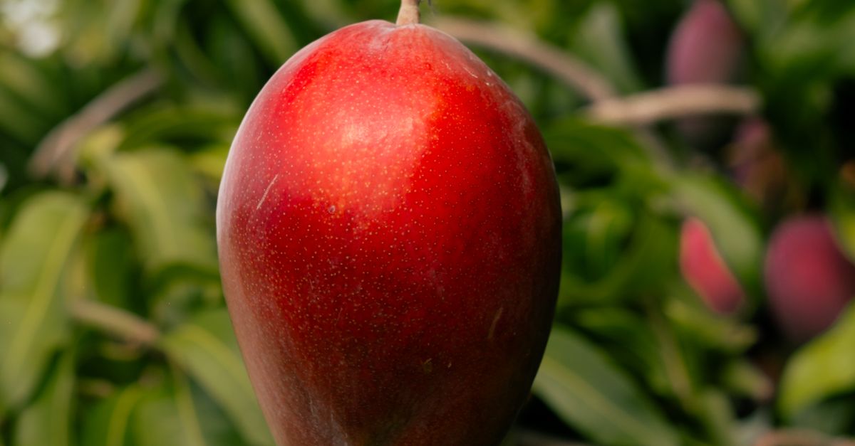 Expo Mango 2026 llenará de color y sabor a Ichanmichen con una celebración de dos días Expo Mango 2026 llenará de color y sabor a Ichanmichen con una celebración de dos días