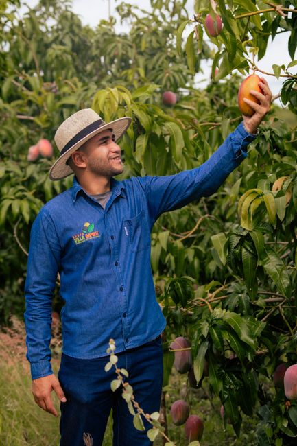 Photo by pedro furtado Smiling farmer in a hat picking a ripe mango from a lush orchard on a sunny day.