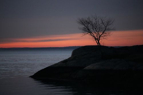 Free Silhouette of a lone tree at dawn over Cove Island Park, Stamford, Connecticut. Stock Photo