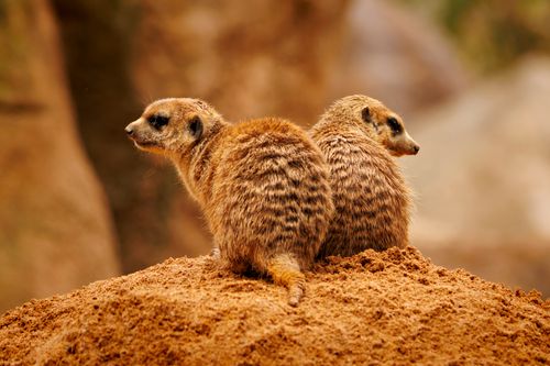 Free Two meerkats sit back-to-back on a sandy hill, embodying curiosity and vigilance. Stock Photo