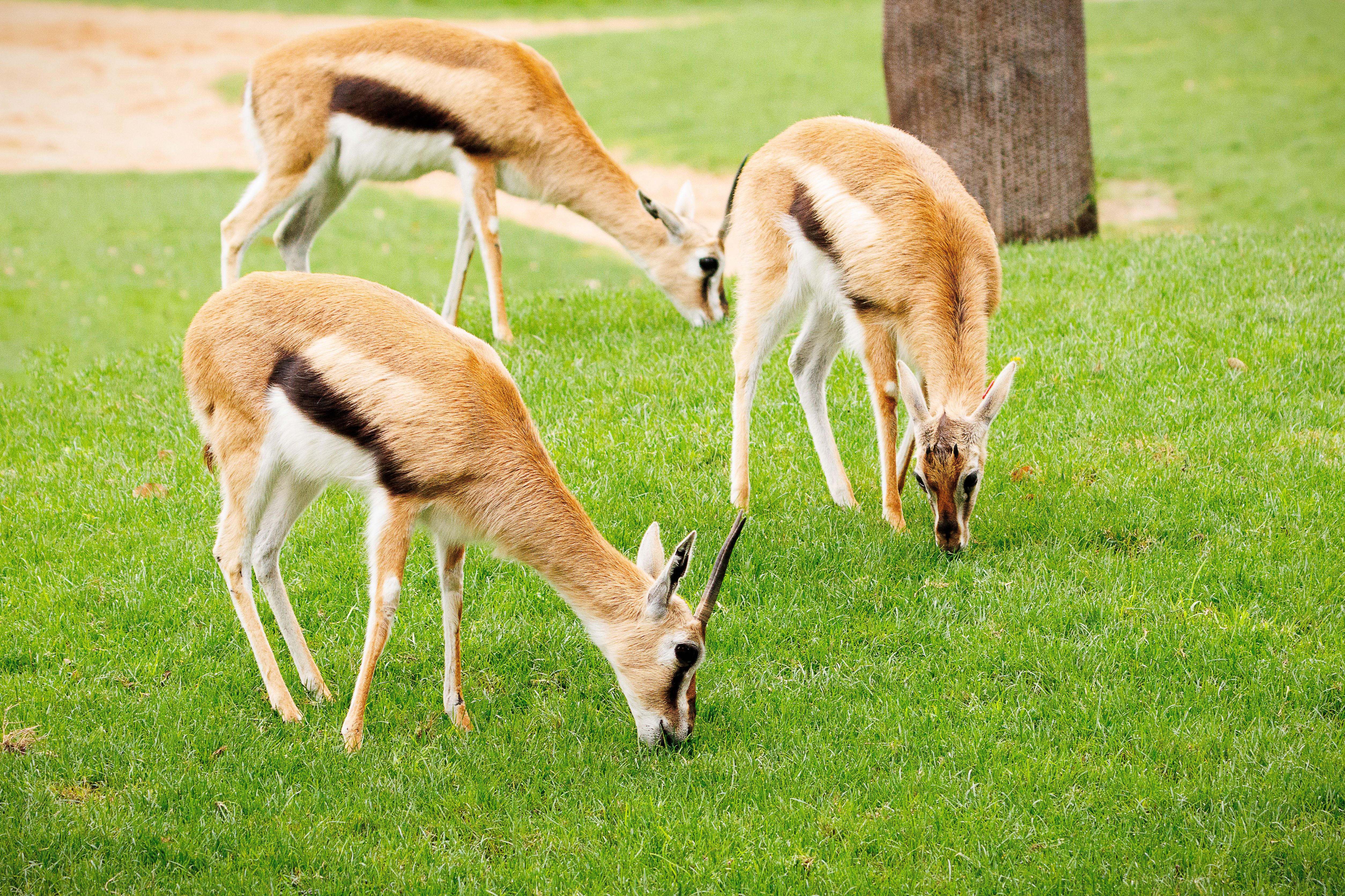 springboks