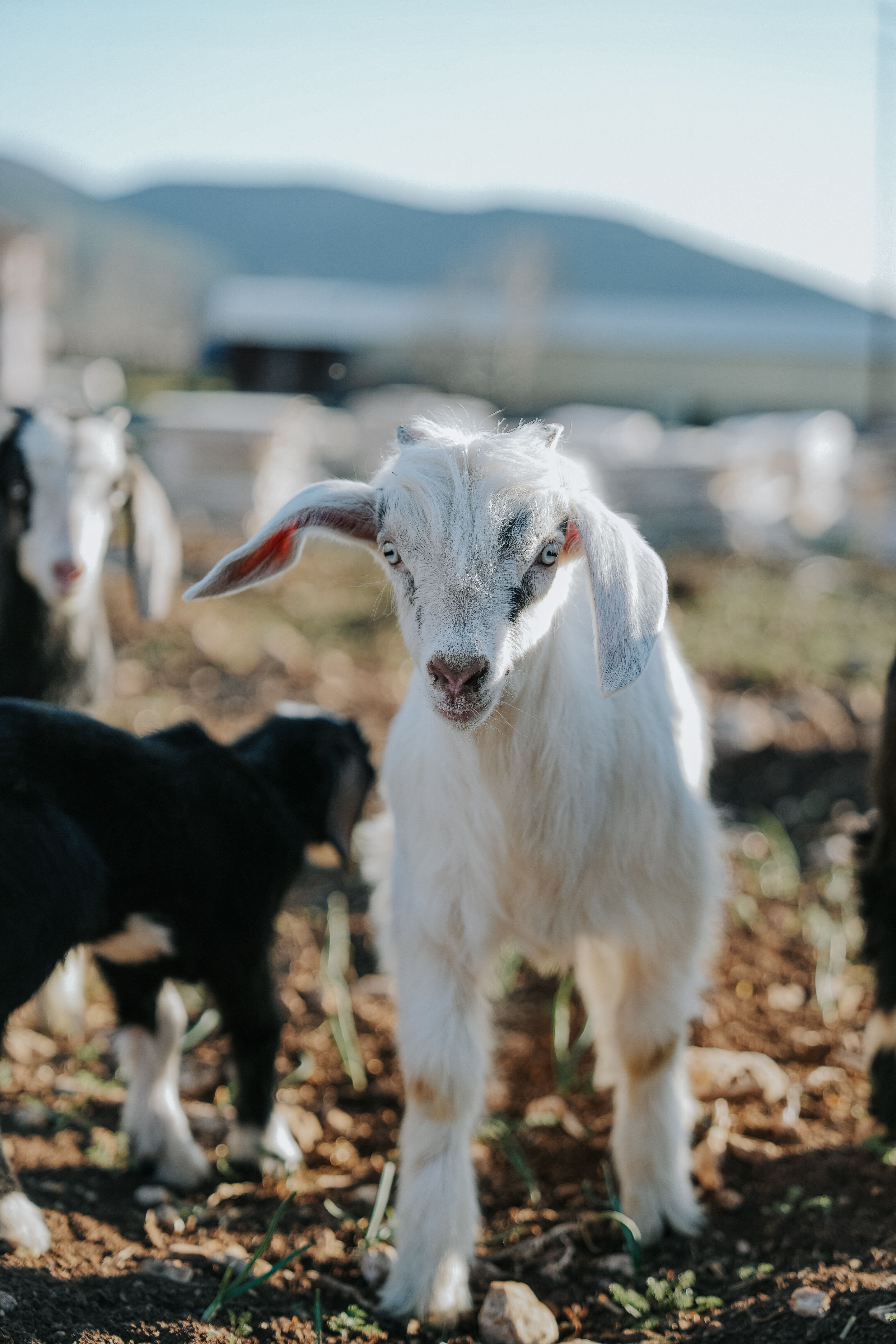 Cute Young Goat in Sunny Outdoor Farm Setting · Free Stock Photo