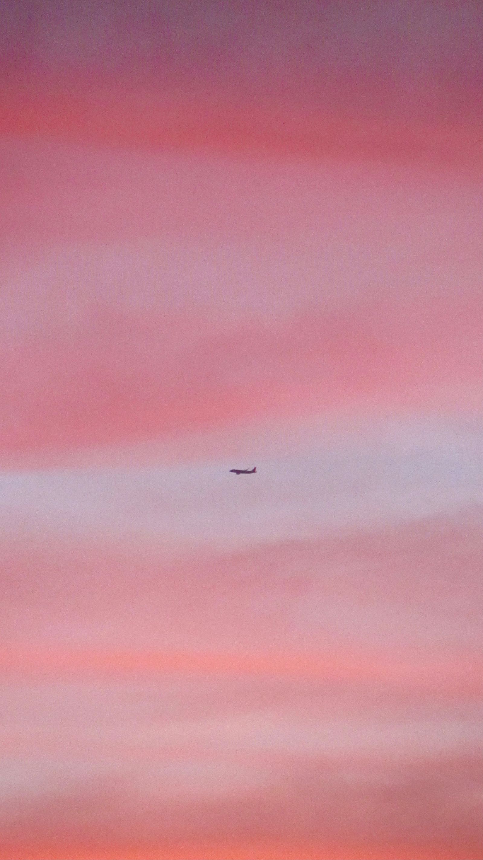 Fly in Pink