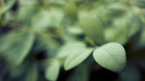 Free stock photo of background, bokeh, green