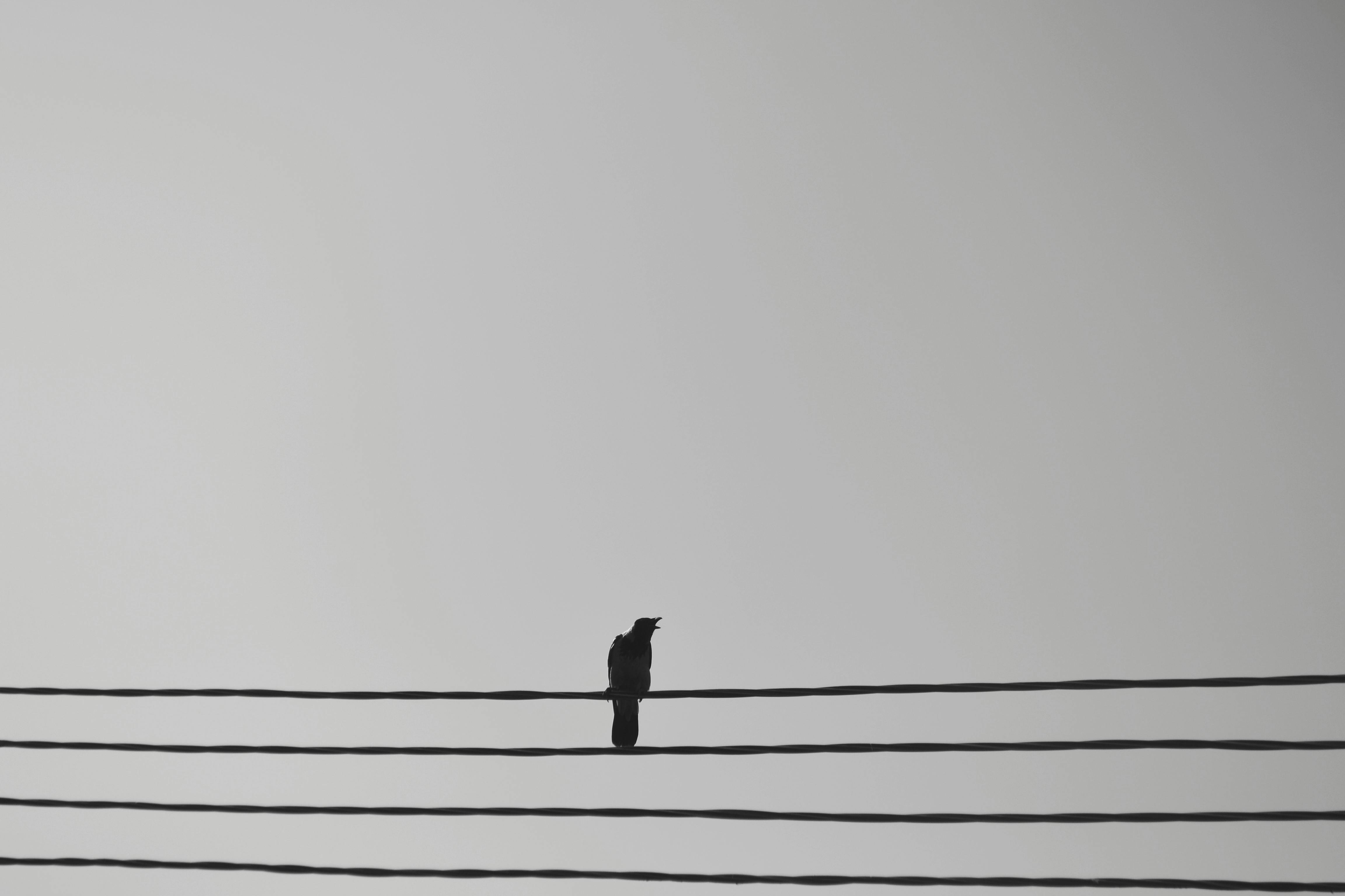 Gratis Foto minimalista della sagoma di un uccello solitario appollaiato sui cavi elettrici contro un cielo grigio. Foto a disposizione