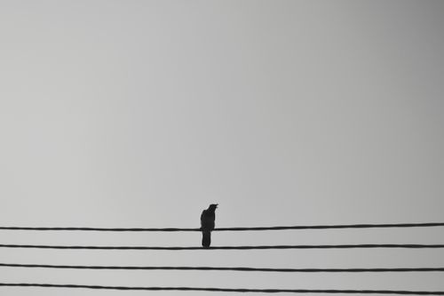 Free Minimalist photo of a lone bird silhouette perched on power lines against a gray sky. Stock Photo