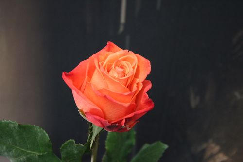 Free Close-up of a single orange rose with a dark background, showcasing its vibrant colors. Stock Photo