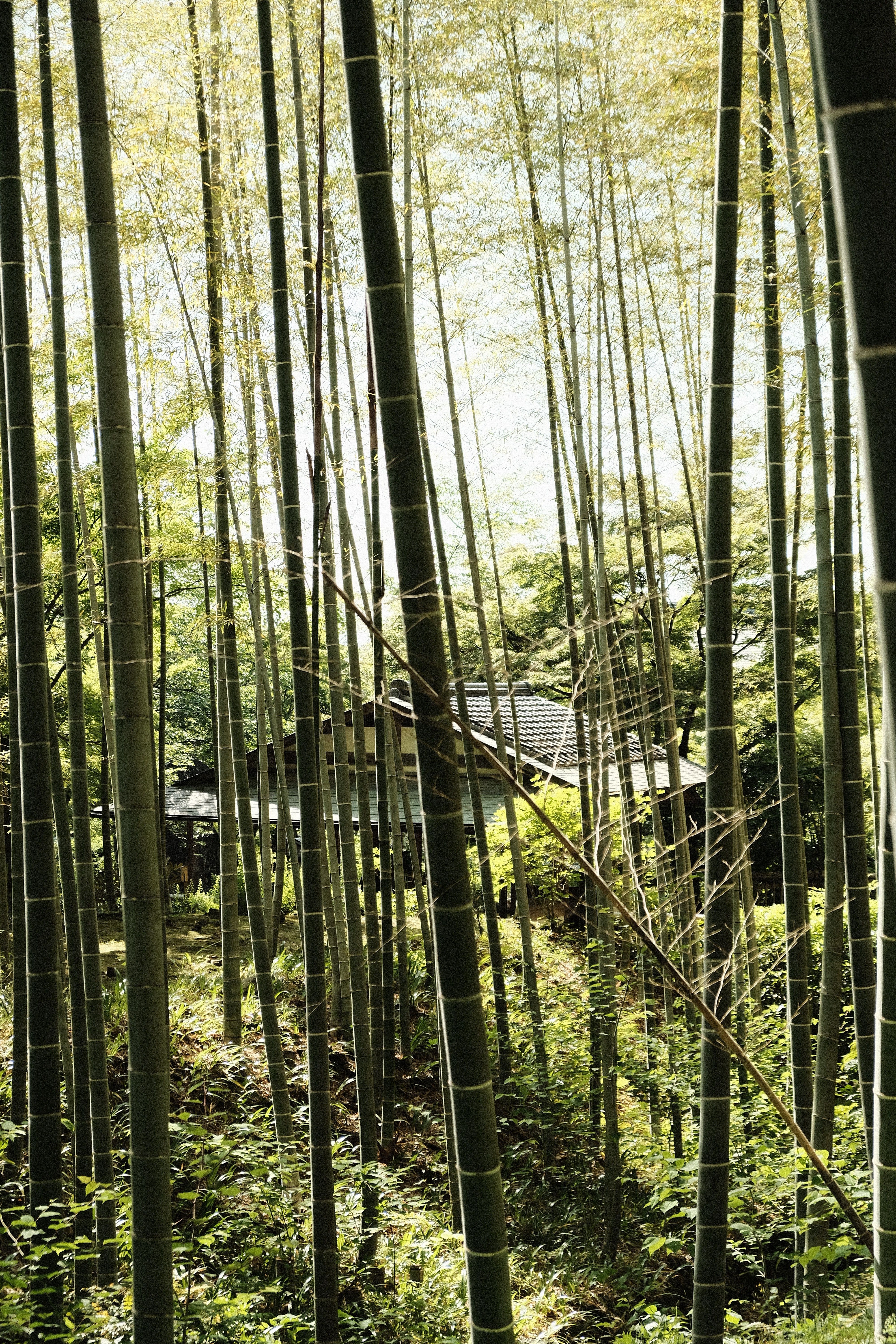 Traditional Japanese house surrounded by lush bamboo forest