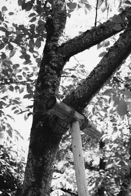 Black and white photo of a wooden brace supporting a tree outdoors.