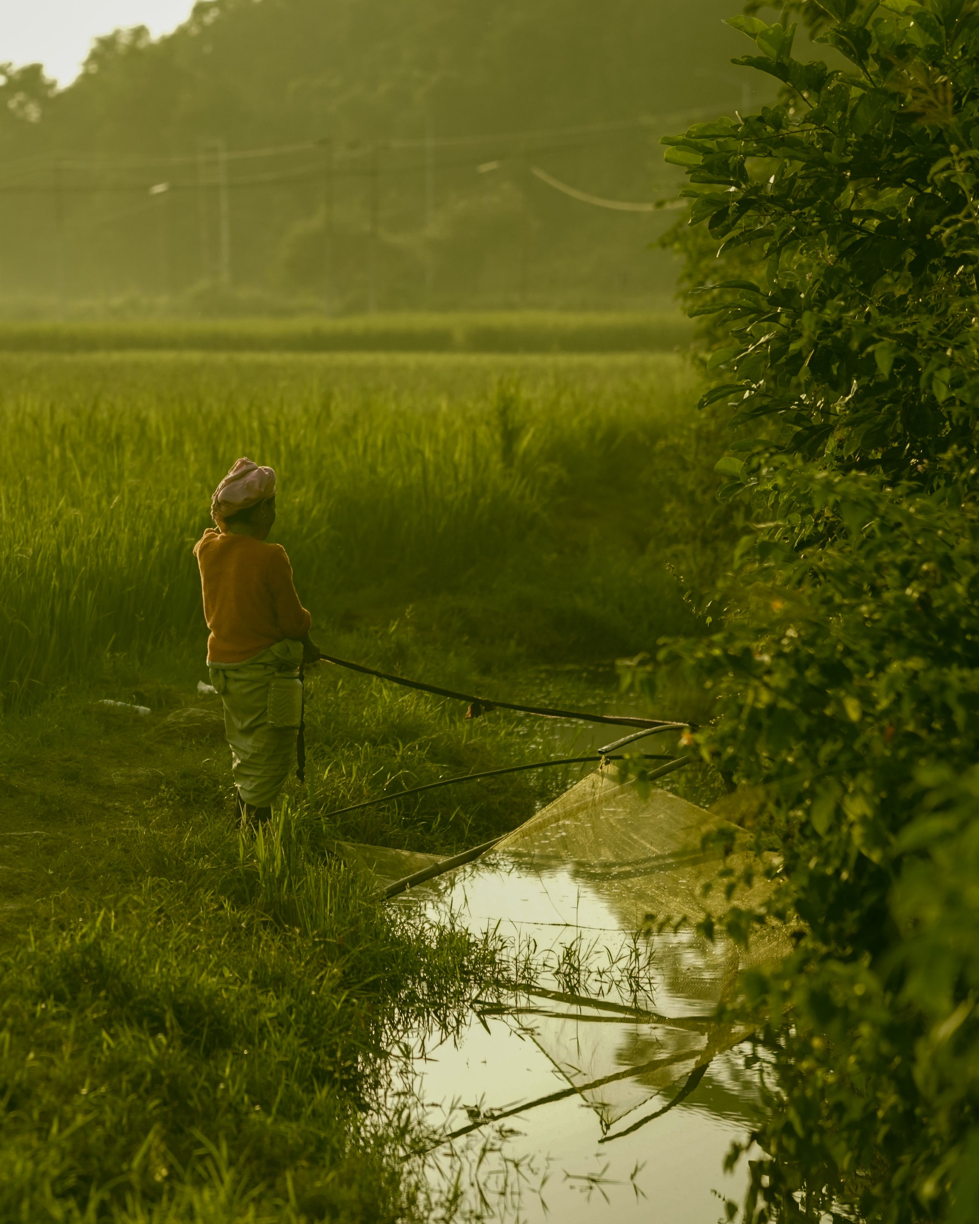 Rural Indian Farmer in Lush Green Field at Sunrise · Free Stock Photo