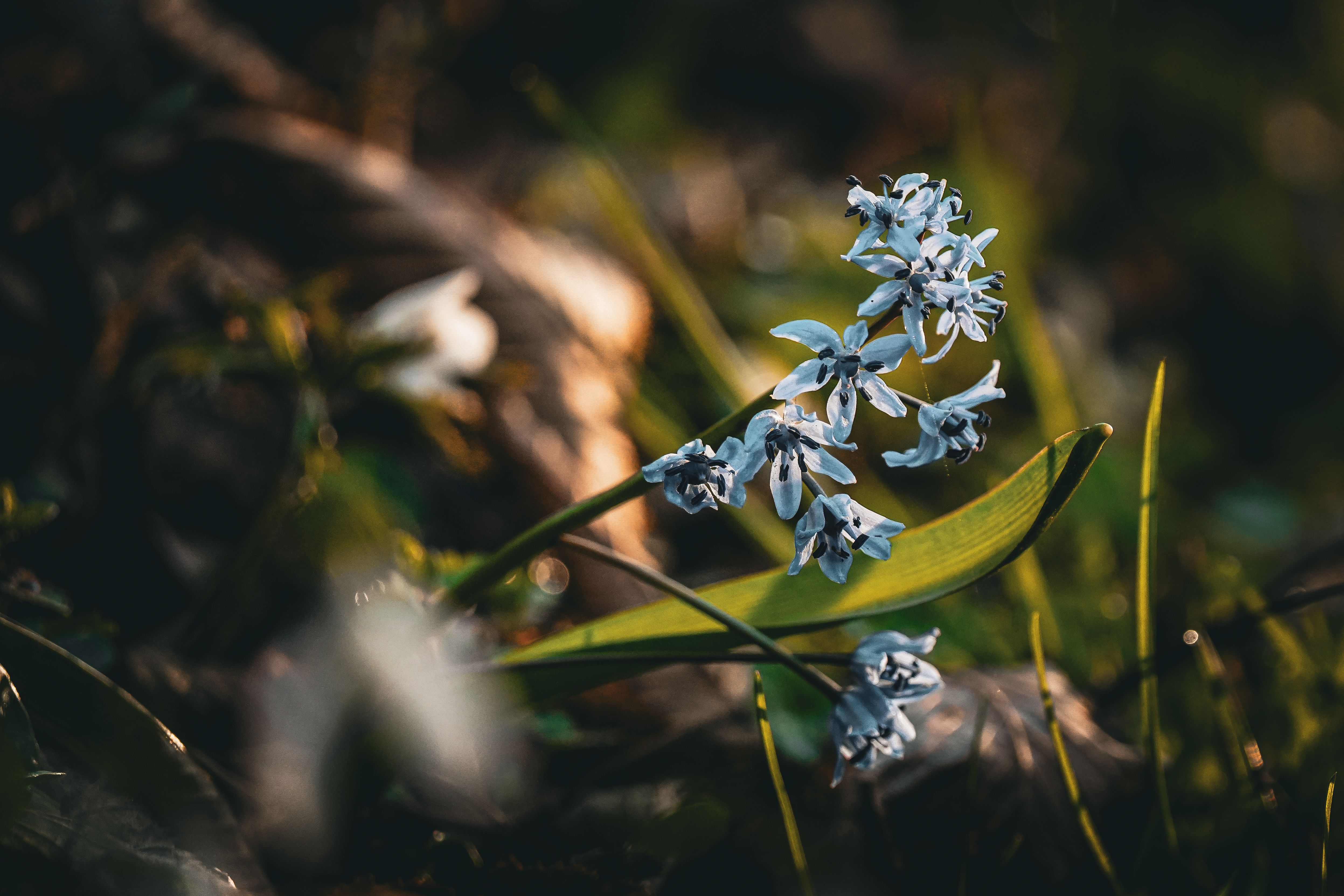 Close-up of Blue Spring Flowers in Sunlit Forest · Free Stock Photo