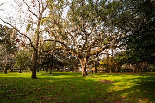 Free Beautiful oak trees in Forsyth Park, Savannah, Georgia under soft daylight. Stock Photo