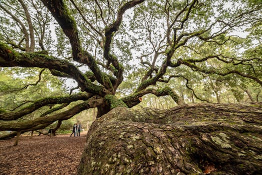 Live Oak