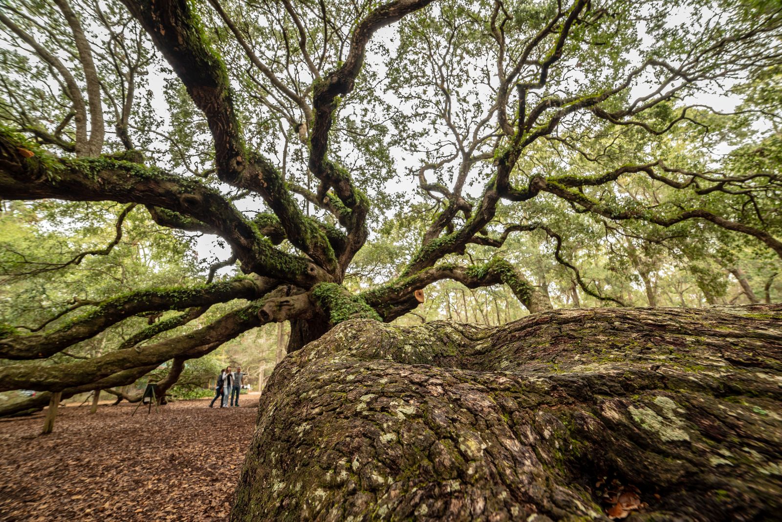 The Angel Oak on Johns Island. Free, twenty minutes off the road to Folly Beach, and older than the city.